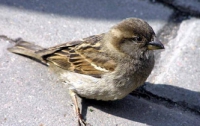 Городские воробьи умнее деревенских
