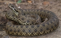 В Запорожье змеи атакуют жилые дома 