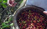 Плантации кофе в Америке атакует опасный гриб-паразит