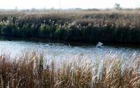 Київводоканал вихваляється чистотою води: на Бортницьких каналах оселилися лебеді
