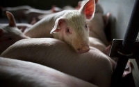 На Киевщине зафиксировали вспышку чумы у свиней