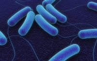 E.coli добралась до Латинской Америки