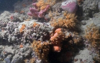 У побережья Италии обнаружили уникальный коралловый риф