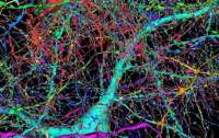Google создал самую подробную карту человеческого мозга