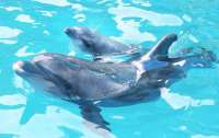 Под Николаевом отдыхающие спасли дельфиненка (видео)