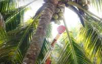 В Индии создан робот для сборки кокосов