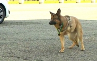 Потерявшая лапу в Афганистане овчарка получила высшую военную награду Британии