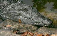 Археологи нашли останки древних крокодилов в Китае