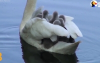 Живой аттракцион: мама-лебедь прокатила на себе восемь малышей (видео)