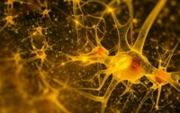 Ученые запечатлили образы нейронной деятельности 