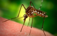 Ученые раскрыли невероятные факты о том, кого обожают кусать комары
