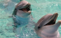 Более 140 дельфинов выбросились на берег в Новой Зеландии