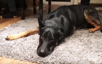 Собака в Германии научилась петь блюз (видео)