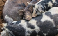 В 11 областей Украины пришла чума свиней