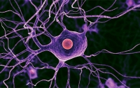 Ученые научились восстанавливать нервные клетки (видео)