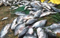 В Каховском водохранилище дохнет рыба