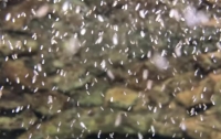 Тысячи детенышей осьминога появились на свет в океанариуме Джорджии (видео)
