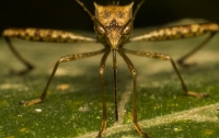 Вчені знайшли в Китаї 10-сантиметрового комара