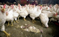 В Японии уничтожили более 100 тысяч кур из-за вспышки птичьего гриппа
