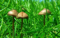 Галлюциногенные грибы помогают бросить курить