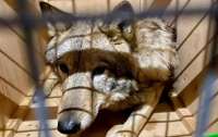 На украинской границе мужчина утверждал, что волки - это, на самом деле, собаки (видео)