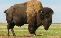 Зоозащитники говорят, что бизониху Вию действительно отравили