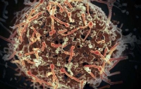 В мире может появиться новый опасный эболавирус