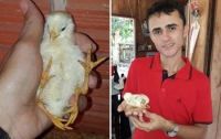 На бразильской ферме родился цыплёнок с четырьмя лапами (видео)