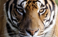 В Новой Зеландии суматранский тигр растерзал женщину
