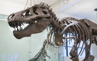 В окаменевших костях динозавров найдены живые фрагменты клеток, - ученые