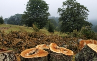 Лесоцид на Киевщине: варвары втихаря вырубили деревья