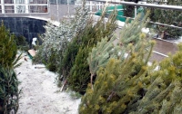 В Киеве 10 тысяч нераспроданных ёлок пустят на удобрение