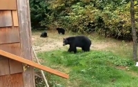 Вежливый канадец уговорил медведей уйти с его двора (видео)
