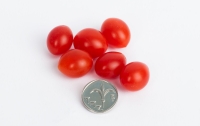 В Израиле вырастили самые мелкие помидоры в мире