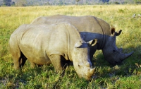 Чешские ученые помогут носорогам размножаться 