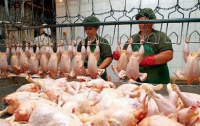 Россия не пропустила украинскую курятину в Узбекистан