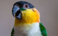 Попугай назвал жене имя любовницы мужа