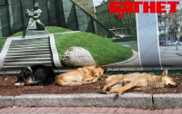 В Симферополе запретили выгуливать собак и кошек