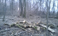 В Киевской области полиция остановила незаконную вырубку леса
