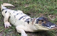 В США украли уникального белого аллигатора (видео)