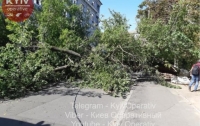 Огромное дерево упало на женщину на одной из улиц в центре Киева