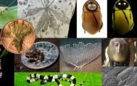 7 самых удивительных существ, которые были обнаружены в 2012 году (ФОТО) 