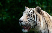 В Индии тигры растерзали смотрителя парка