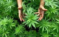 В Канаде хотят узаконить марихуану