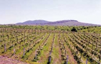 В Закарпатье вымерзли целые плантации винограда