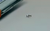 Смелый муравей украл бриллиант из ювелирного магазина (видео)