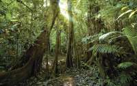 Тропические леса уничтожают, благодаря карантину