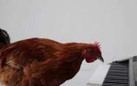 Студент обучил курицу игре на пианино