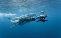 Киты и дельфины скорбят по своим собратьям