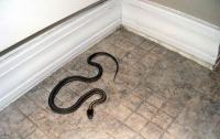 В Хмельницкой области в жилой дом заползла змея